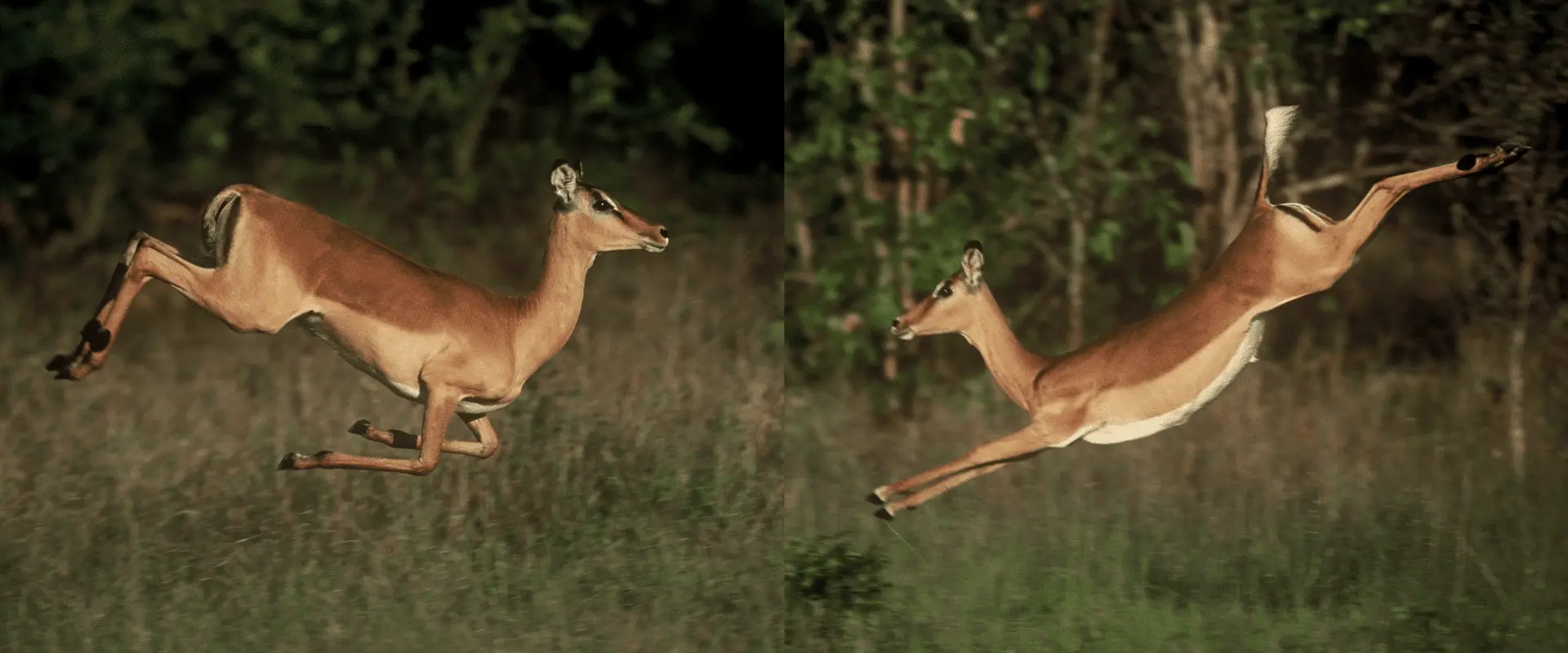 Impala-Antics