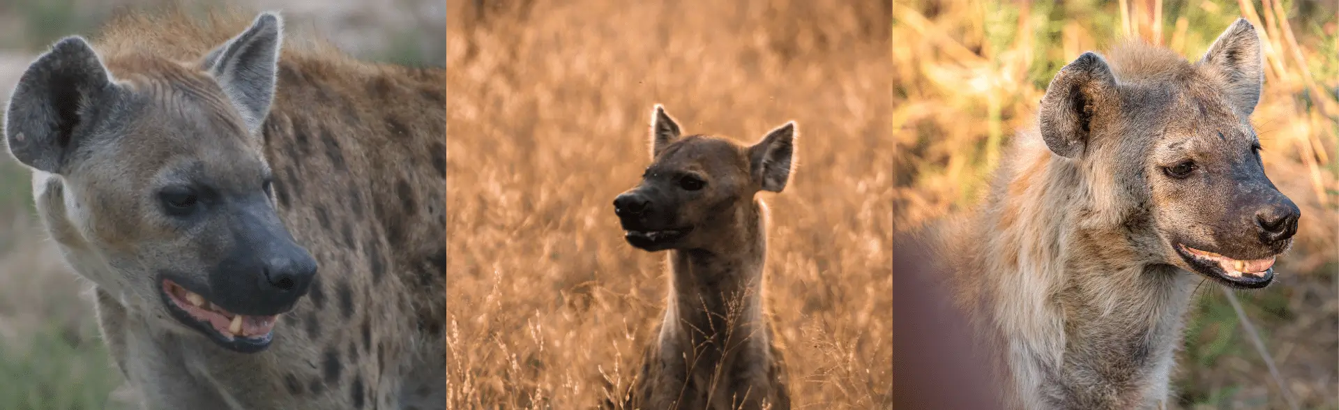 The-Hyenas-Who-Own-the-Lodge