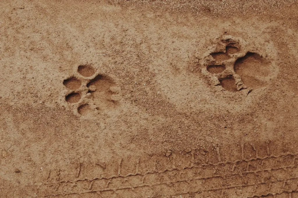 seolo-africa-conservation-tyre-prints